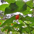 Prosartes hookeri berries, Mary Sue Ittner