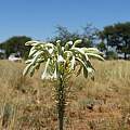 Pseudogaltonia clavata, near Dordabis, Namibia, Cody Howard