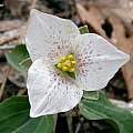 Pseudotrillium  rivale, Keir Morse, CC BY-NC-SA [Shift+click to enlarge, Click to go to wiki entry]