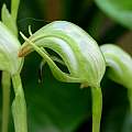 Pterostylis 'RK Katano', Martin Bohnet Pterostylis 'RK Katano', Martin Bohnet