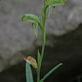 Pterostylis melagramma, Bob Rutemoeller Pterostylis melagramma, Bob Rutemoeller