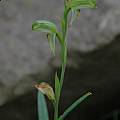 Pterostylis longifolia, Bob Rutemoeller