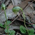 Pterostylis nutans, Bob Rutemoeller Pterostylis nutans, Bob Rutemoeller