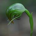 Pterostylis nutans, Mary Sue Ittner Pterostylis nutans, Mary Sue Ittner
