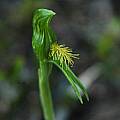 Pterostylis tasmanica, Mary Sue Ittner Pterostylis tasmanica, Mary Sue Ittner