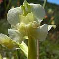 Pterygodium pentherianum, Biedouw Valley, Cameron McMaster Pterygodium pentherianum, Biedouw Valley, Cameron McMaster