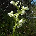 Pterygodium pentherianum, Biedouw Valley, Cameron McMaster Pterygodium pentherianum, Biedouw Valley, Cameron McMaster
