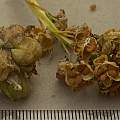 Puschkinia libanotica seed, 29th May 2016, David Pilling