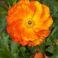 Ranunculus 'Rococo' Orange, John Fielding