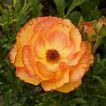 Ranunculus 'Rococo' Peach, John Fielding