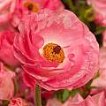 Ranunculus 'Rococo' Pink, John Fielding