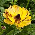 Ranunculus 'Rococo' Yellow, John Fielding