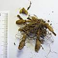 Ranunculus kotchii tubers, Peter Taggart