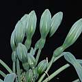 Rauhia multiflora, Nhu Nguyen