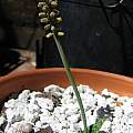 Resnova megaphylla, Nhu Nguyen