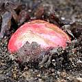 Rhubarb starting to emerge in spring, Martin Bohnet Rhubarb starting to emerge in spring, Martin Bohnet