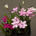 Rhodohypoxis baurii, 20th May 2014, David Pilling Rhodohypoxis baurii, 20th May 2014, David Pilling