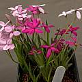 Rhodohypoxis baurii, 20th May 2014, David Pilling Rhodohypoxis baurii, 20th May 2014, David Pilling