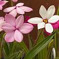 Rhodohypoxis baurii, 21st May 2014, David Pilling Rhodohypoxis baurii, 21st May 2014, David Pilling