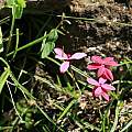 Rhodohypoxis baurii, Maclear, Cameron McMaster Rhodohypoxis baurii, Maclear, Cameron McMaster