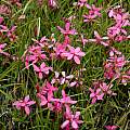 Rhodohypoxis, Naude's Nek, Bob Rutemoeller