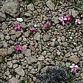 Rhodohypoxis growing in gravely rock, Naude's Nek, Mary Sue Ittner