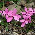 Rhodohypoxis growing in gravely rock, Naude's Nek, Mary Sue Ittner