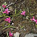 Rhodohypoxis growing in a very wet area, Naude's Nek, Bob Rutemoeller