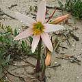 Rhodophiala ananuca flower, Eugene Zielinski