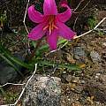Rhodophiala laeta flower, Eugene Zielinski