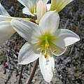 white flowered Rhodophiala laeta by Osmani Baullosa