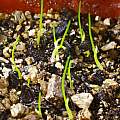 Rhodophiala seedlings, David Pilling