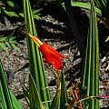 Tigridia orthantha, Mendocino Coast Botanical Gardens, Mary Sue Ittner