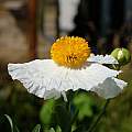 Romneya coulteri, Martin Bohnet Romneya coulteri, Martin Bohnet