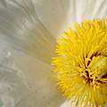 Romneya coulteri flower detail, Martin Bohnet Romneya coulteri flower detail, Martin Bohnet