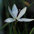 Romulea albiflora, Mary Sue Ittner