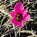 Romulea atrandra, Mary Sue Ittner Romulea atrandra, Mary Sue Ittner