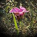 Romulea atrandra, Mary Sue Ittner Romulea atrandra, Mary Sue Ittner
