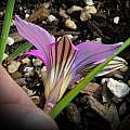 Romulea atrandra, Mary Sue Ittner