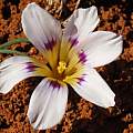 Romulea atrandra var esterhuyseniae, Alan Horstmann