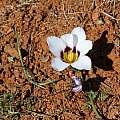 Romulea atrandra var esterhuyseniae, Alan Horstmann