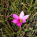 Romulea autumnalis, Somerset East, Cameron McMaster [Shift+click to enlarge, Click to go to wiki entry]