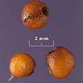 Romulea bulbocodium seed, David Pilling