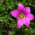 Romulea camerooniana, Cameron McMaster Romulea camerooniana, Cameron McMaster