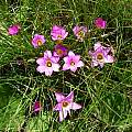 Romulea camerooniana, Cameron McMaster Romulea camerooniana, Cameron McMaster
