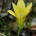 Romulea citrina, Namaqualand, Mary Sue Ittner