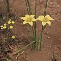 Romulea citrina, Rod Saunders [Shift+click to enlarge, Click to go to wiki entry]