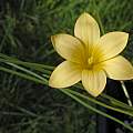 Romulea citrina, Mary Sue Ittner [Shift+click to enlarge, Click to go to wiki entry]