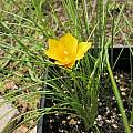 Romulea diversiformis, Mary Sue Ittner Romulea diversiformis, Mary Sue Ittner