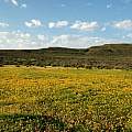 Romulea diversiformis, Komsberg, Bob Rutemoeller Romulea diversiformis, Komsberg, Bob Rutemoeller